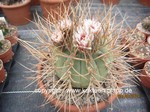 Gymnocalycium armatum - Einzelstück