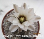 Gymnocalycium bodenbenderianum
