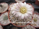 Gymnocalycium_bruchii_allgemein_2204-2