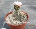 Gymnocalycium_bruchii_allgemein_2204