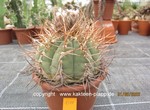 Gymnocalycium cardenasianum  1588