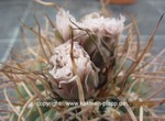 Gymnocalycium_cardenasianum_1588-2