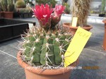 Gymnocalycium cardenasianum  1621