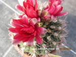 Gymnocalycium_cardenasianum_1621-2