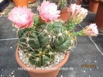 Gymnocalycium denudatum