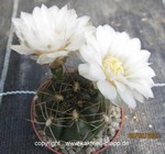 Gymnocalycium_denudatum_forma-1