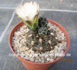 Gymnocalycium erinaceum