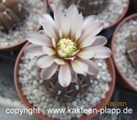 Gymnocalycium obductum