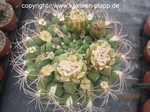 Gymnocalycium saglione