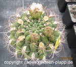 Gymnocalycium saglione 4072