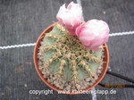 Gymnocalycium stellatum Pink Flower 1665