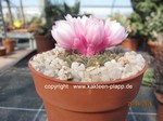 Gymnocalycium stellatum  Pink Flower  1688