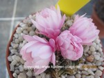 Gymnocalycium_stellatum_pink_1688-2