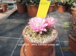 Gymnocalycium stellatum  Pink Flower  1689