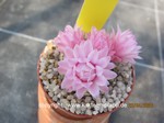 Gymnocalycium_stellatum_pink_1689-2