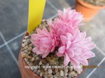 Gymnocalycium_stellatum_pink_1689-3