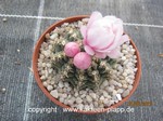 Gymnocalycium stellatum  Pink Flower  947