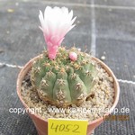 Gymnocalycium stellatum Pink Flower 4052