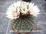 Gymnocalycium stellatum