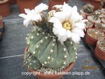 Gymnocalycium vatterii (Schütz)