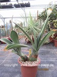 Haemanthus albiflos 3371