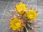 Hamatocactus hamatacanthus 1613