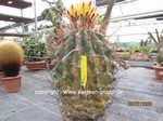 Hamatocactus_hamatacanthus_1613-2