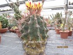 Hamatocactus_hamatacanthus_1613-3
