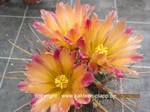 Hamatocactus_hamatacanthus_1613-4
