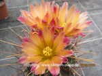Hamatocactus_hamatacanthus_1613-5
