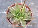 Haworthia cymbiformis "Yellow Lotus"