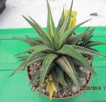 Haworthia attenuata variegata (yellow stripes)