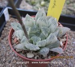 Haworthia cooperii pilifera variegata