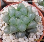 Haworthia cooperii truncata