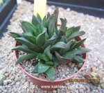 Haworthia floribunda