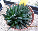 Haworthia floribunda dentata JDV93-58