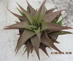 Haworthia limifolia ubomboensis