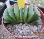 Haworthia maughanii x truncata " Down under"