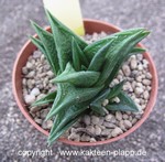 Haworthia nigra diversifolia