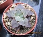 Haworthia pygmaea fa.chrystallina