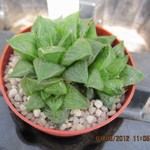 Haworthia retusa picta