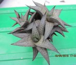 Haworthia tesselata