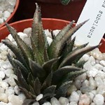 Haworthia chloracantha subglauca