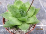 Haworthia cymbiformis planifolia