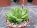 Haworthia_cymbiformis_planifolia_1222-2