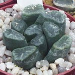 Haworthia_maughanii13