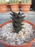 Haworthia nigra