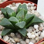 Haworthia pygmaea