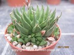 Haworthia_reticulata_1222-1