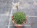 Haworthia_reticulata_1222-2